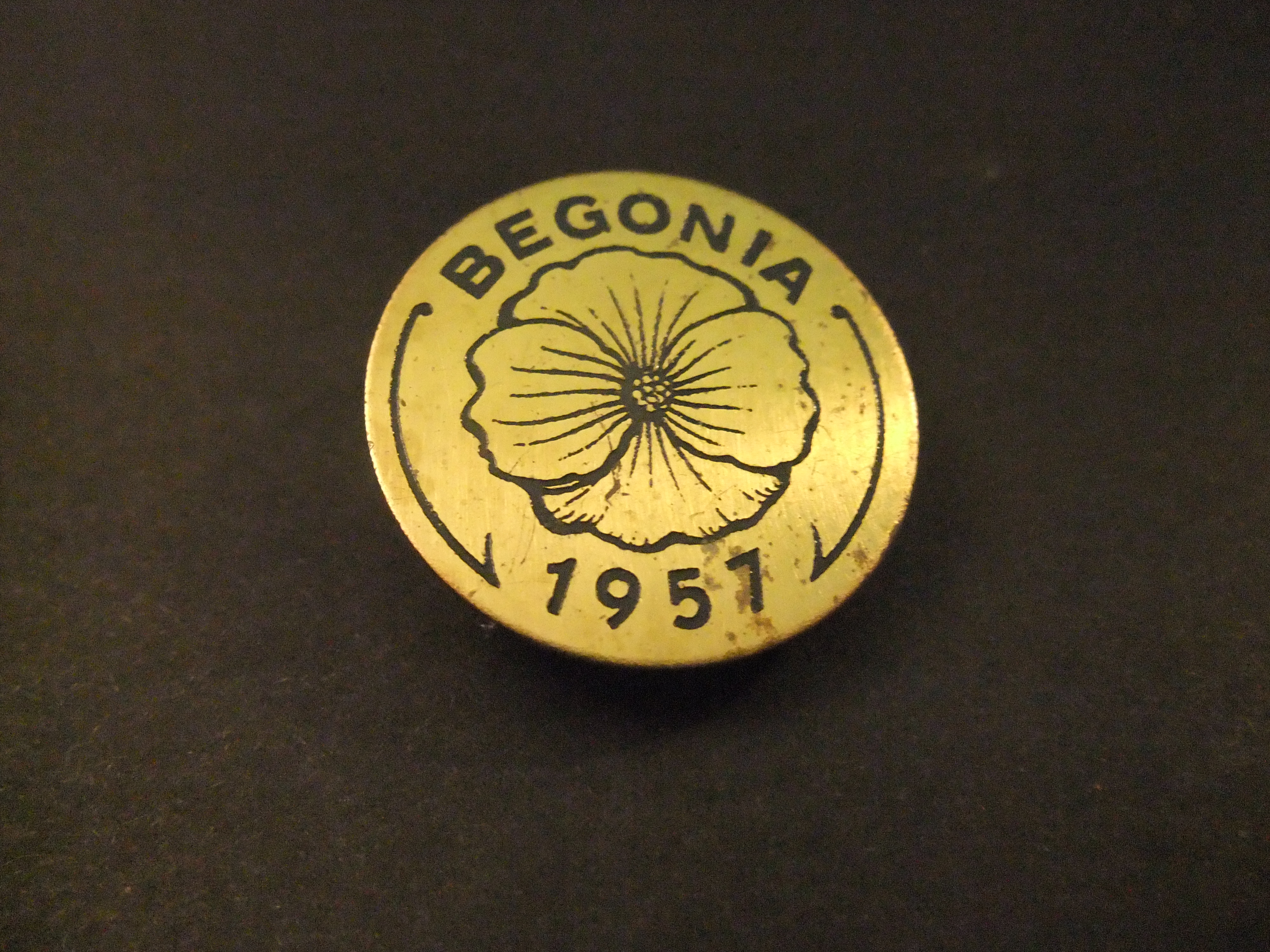 Begonia 1957 onbekend